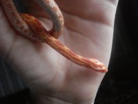 Snake 004.jpg