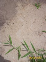 hognose trax 4.jpg