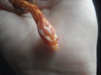 Snake 006.jpg