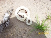 hognose.jpg