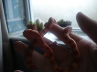 Snake 001.jpg