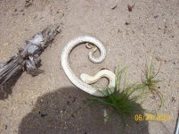 hognose 2.jpg