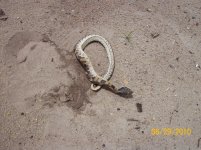 hognose 3.jpg