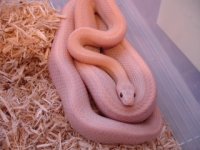 snakes024-1[1].jpg