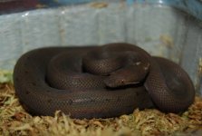mysteryboa.JPG