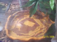 Water bowls 3.jpg
