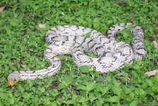 frostedanery3--400.jpg