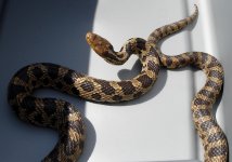 wild snake.jpg