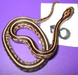 Male1Tessera1.jpg