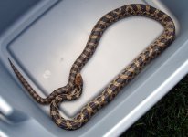 wild snake 2.jpg