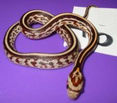 Male1Tessera2.jpg