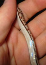 Male1Tessera3.jpg