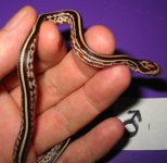 Male1Tessera4.jpg