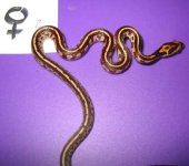 Female2Tessera2.jpg