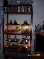 Finished shelves.jpg