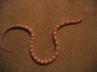 IMG_2212.JPG