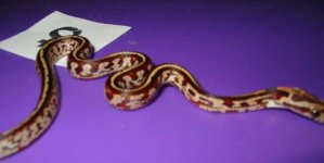 Female2Tessera3.jpg