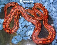 cassia-3.jpg