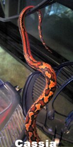 cassia-tail.jpg