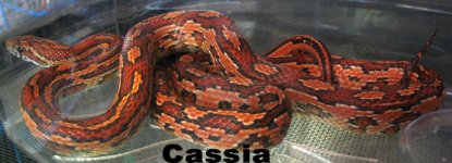cassia-2.jpg