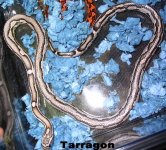 tarragon-2.jpg