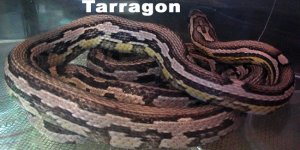 tarragon-1.jpg