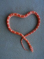 Valentine 2.jpg