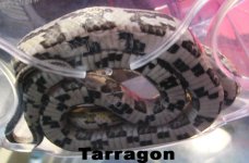 tarragon-belly.jpg
