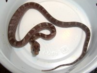 Grey Girl First Meal 002cr.jpg