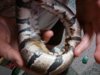 Poor Snake.jpg