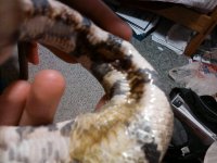 poor snake 2.jpg