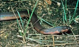 Snake_EricB_540x320.jpg