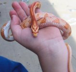 Charlie Just Hangin with His Best Bud 090728.jpg