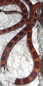 NormalhetNeonSnowSunkissed F 090422.jpg