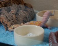 Tail Dance_edited-1.jpg