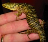 Mexican Aboreal Alligator Lizard.jpg