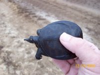 ec softshell.jpg