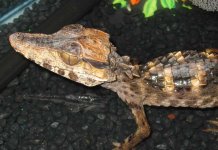 Wedge Head Caiman.jpg