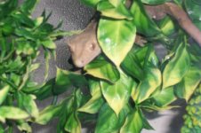 charlie close up.jpg