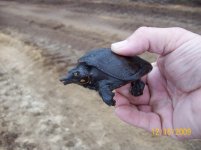 ec softshell 2.jpg