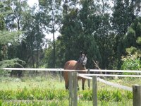 Canon Horses 210209 003.jpg