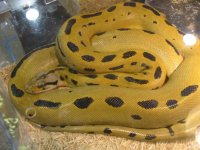 Boreno Bateater hybrid.jpg