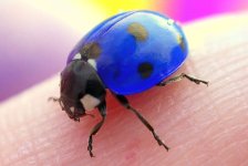 bluebug.jpg