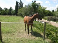 Canon Horses 210209 008.jpg