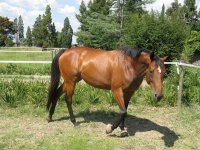 Canon Horses 210209 009.jpg