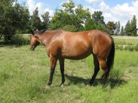 Canon Horses 210209 010.jpg