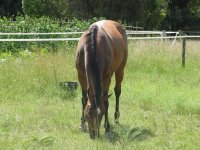 Canon Horses 210209 013.jpg