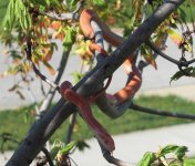 Kane in Blue 090423.jpg