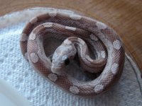 cornsnakebabys 005.JPG