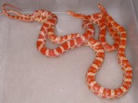 Amels het Butter Cinder (BS86).jpg